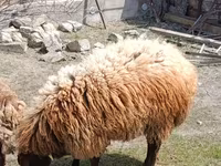 Qoç, Qoyunlar — foto 1