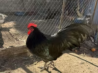 Chickens — photo 1
