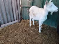 Dişi keçi, Pomellata goat — foto 8