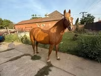 Toychoq, Haflinger — 1-rasm