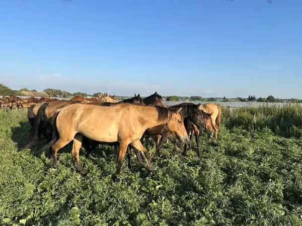 Кінь, Bashkir horse