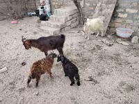Goat, Goats — photo 2