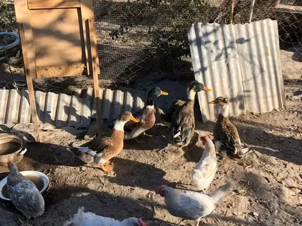 Ducks — أرمينيا