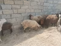 Qoyunlar (partiya, cinsi göstərilməyib), Qoyunlar — foto 5