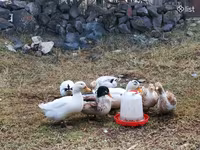 Ducks — foto 3