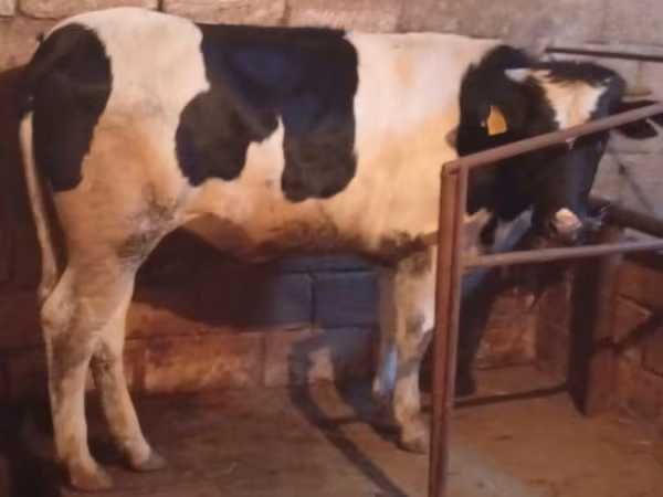 Cow, Russian Black pied cattle — Azerbaijan