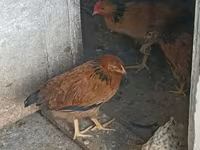 Chickens — 照片 3