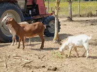 Коза, Nubian Goat — фото 3