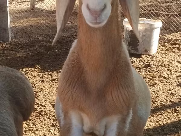 Carnero, Arashan sheep