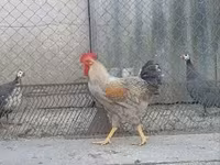 Chickens — foto 4