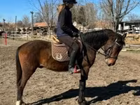Hengst, Hungarian horse breed — Foto 4