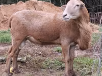 Qoç, Katum sheep — foto 2