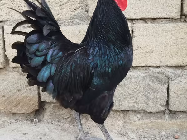 Chickens — Azerbaijan