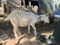 Cabra, Russian White goat — foto 2