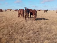 Klisna, Horse breed — foto 6