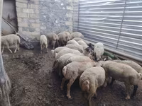 Qoç, Qoyunlar — foto 8