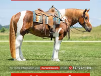 At, Pinto horses — foto 1