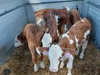 Buğa, Simmental cattle — foto 4
