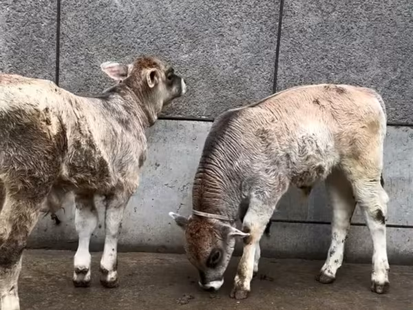 公牛, Cattle