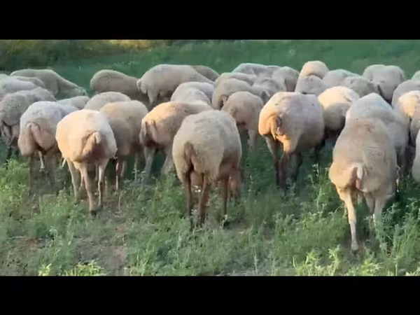 Sheep, Sheep