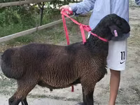 Ram, Sheep — photo 1