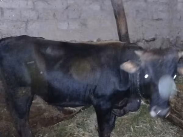 İnək, Mal-qara — Azərbaycan