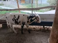 Уй эти (партия, жынысы көрсөтүлгөн эмес), Сиырлар — сүрөт 2