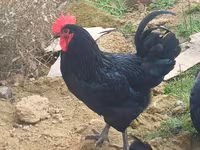 Australorp — Foto 2