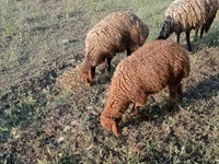 Ram, Sheep — photo 3