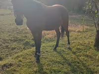 Cavalo, Anglo-Arabian — foto 2