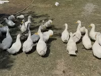 Ducks — zdjęcie 2
