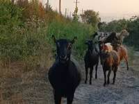 Goat, Damask goat — photo 4