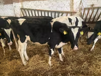 بقرة, Russian Black pied cattle — الصورة 7