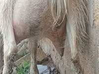 Cabra, Saanen goat — foto 5