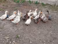 Ducks — Foto 1