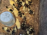 Domestic Muscovy — photo 3