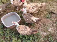 Ducks — फ़ोटो 4