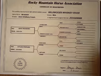 घोड़ा, Rocky Mountain Horse — फ़ोटो 7