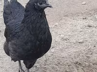 Australian Pit Game fowl — photo 3
