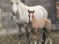 Madyan, Mugalzhar horse — foto 1