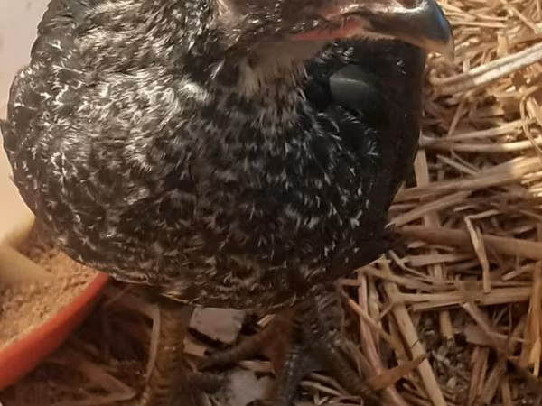 Australian Pit Game fowl