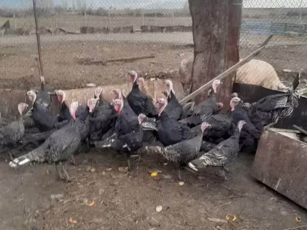 Turkeys — أرمينيا