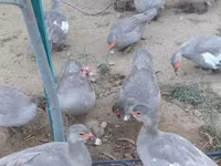 Ducks — الصورة 7