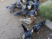 Domestic Muscovy — photo 1