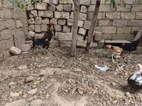 Chickens — photo 8