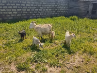Goat, Goats — photo 1