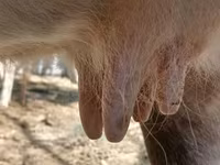 Vaca, Raça Alatau — foto 2