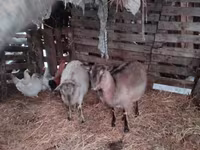Goat, Nubian Goat — photo 6