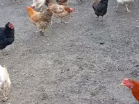 Chickens — photo 2