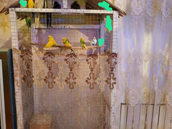 8 çex 2 keşa hazir bala veren heyvanları Qefesle daxil 220 azını çüt